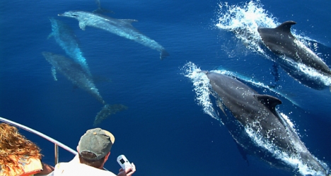 dolphin tours from Gibraltar algeciras