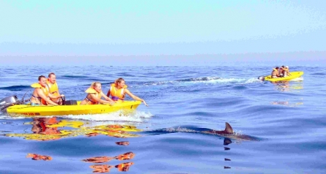 dolphin watching costa del sol