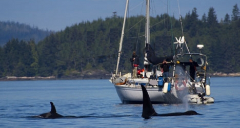 Avistamiento de orcas en valero