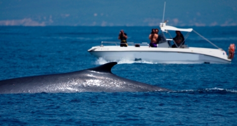 Avistamiento de cetaceos en Tarifa