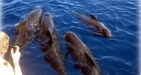 Dolphin Trips