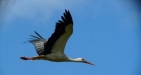 Fly With The Birds
