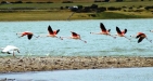 Fly With The Birds