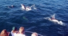 Dolphin Trips