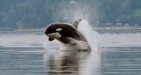 Expedición con Orcas