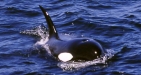 Expedición con Orcas