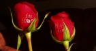 Printed Flowers
