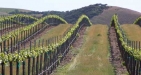 Wine Discovery
