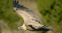 Avistamiento de buitres y aves en Andalucia