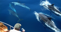 dolphin tours from Gibraltar algeciras