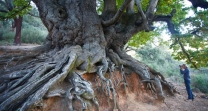 chesnut tree ronda