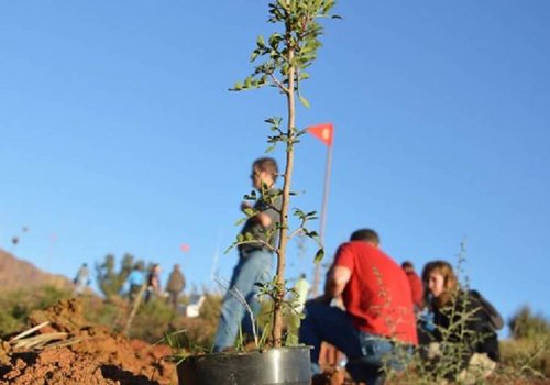 REFOREST FIRES CSR ACTIVITY MALAGA