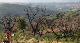 reforestacion rsc malaga